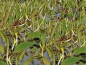 Preview: Goldkeule - Orontium aquaticum